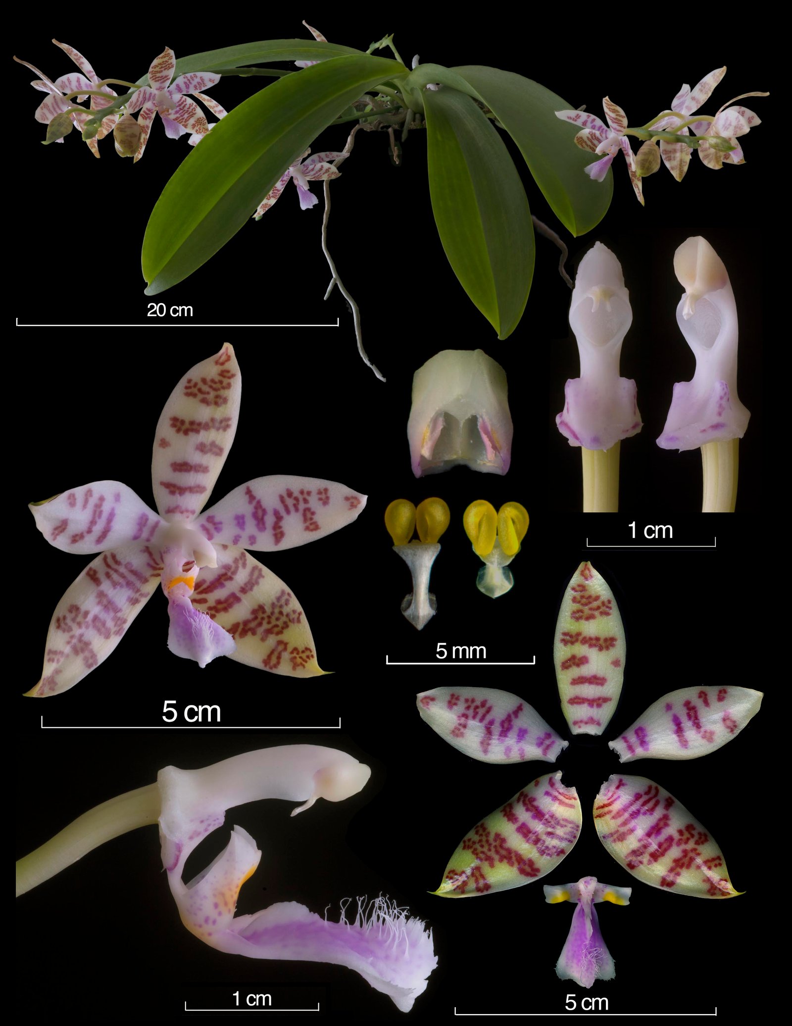 Phalaenopsis hieroglyphica